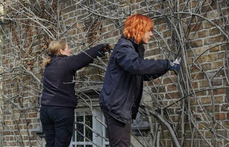 Members of the garden maintenance pruning a climbing plant attached to a wall