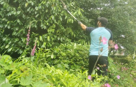 One member of the garden maintenance team pruning a tree. Essex Garden Co maintenance services for Essex.